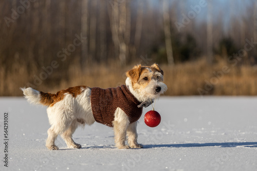 Jack Russell Terrier in a brown knitted sweater is holding a toy red ball in its mouth. Dog in the snow against the backdrop of the forest