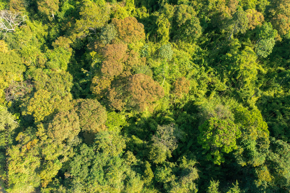 Aerial view of the rainforest in Cat Tien National Park, Vietnam