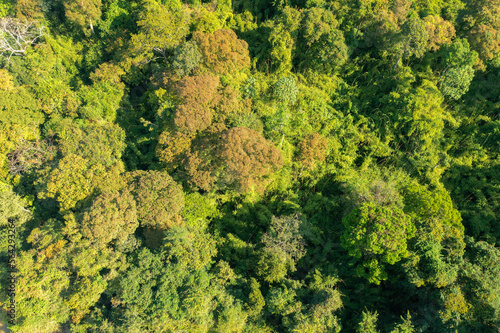Aerial view of the rainforest in Cat Tien National Park, Vietnam