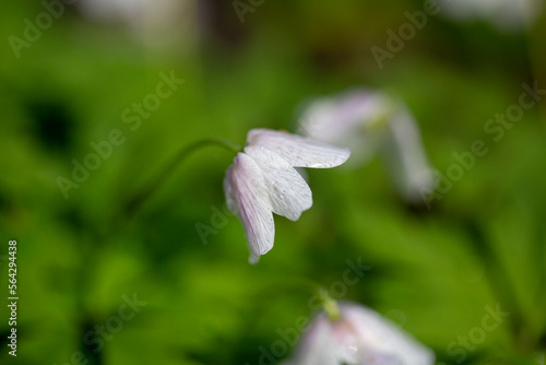 Delicate white spring flower of anemone blooming in garden, close up © mychadre77
