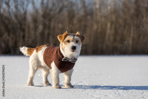 Fototapeta Naklejka Na Ścianę i Meble -  Jack Russell Terrier in a brown knitted sweater stands in front of the snow on the background of the forest