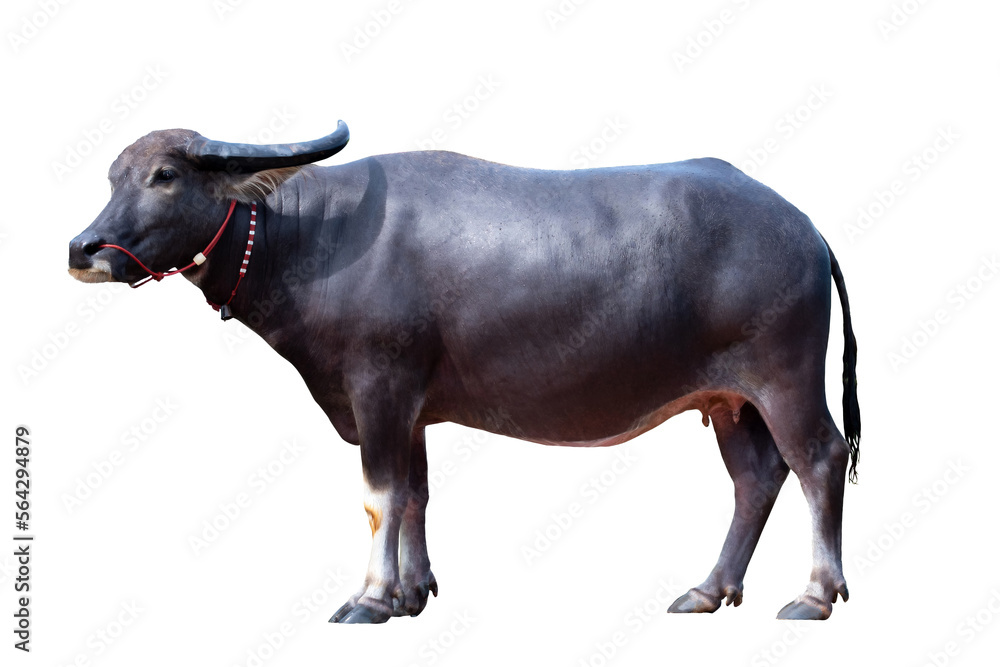 Full body Female Black Buffalo standing isolated on transparent background, PNG file Full body Female Black Buffalo standing isolated on transparent background, PNG file