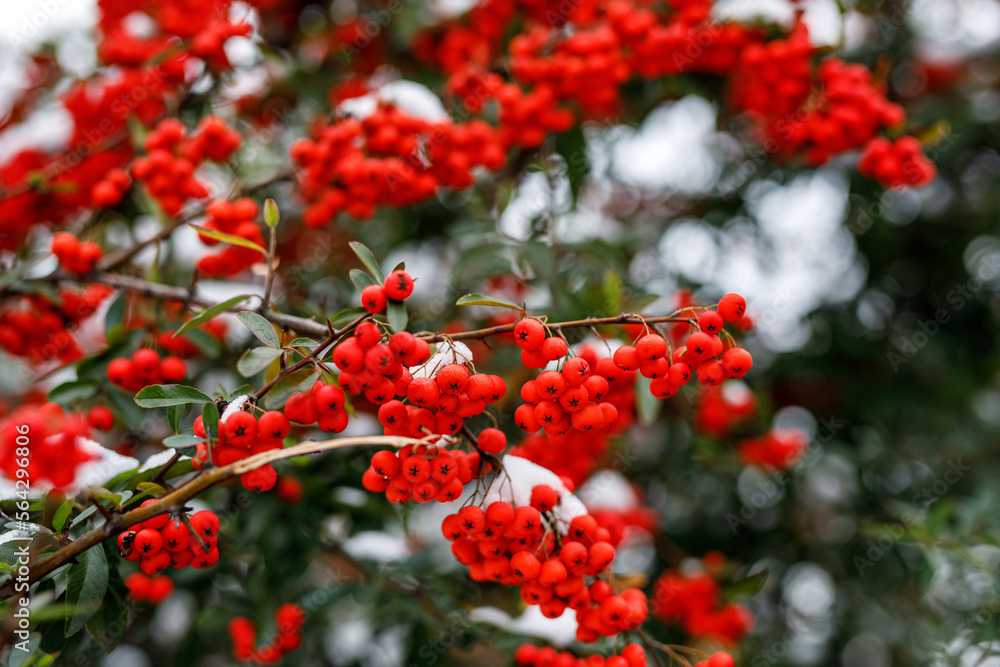 Red rowan berry covered by snow.