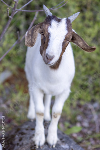 Goat at the beach of Lago General Carrera in Puerto Rio Tranquilo  Chile