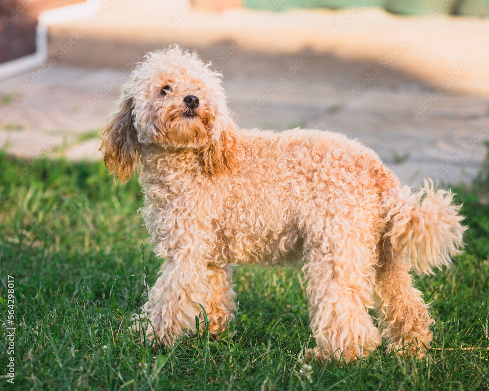 Young female toy poodle with apricot color on green grass walks merrily in spring - healthy exterior coat requires grooming