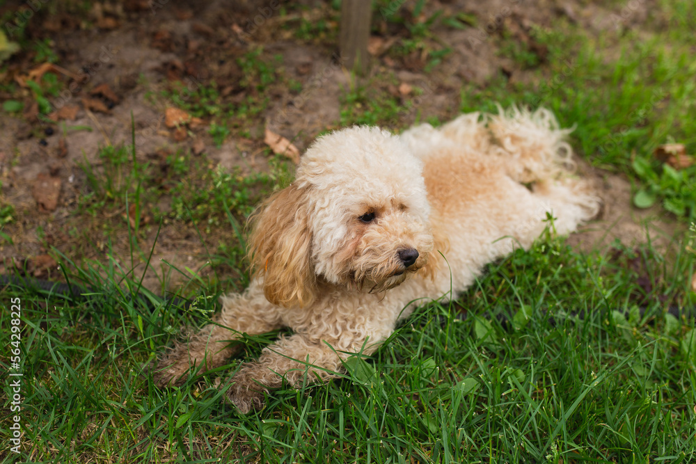 Young female toy poodle with apricot color on green grass walks merrily in spring - healthy exterior coat requires grooming