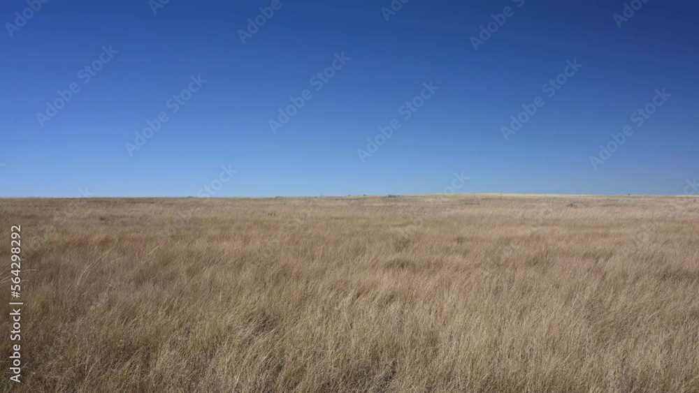 Dry prairie grass is blowing in waves under a clear blue sky. A minimal format with contrasting colors.
Dry prairie grass is blowing in waves under a clear blue sky. A minimal format with contrasting colors.