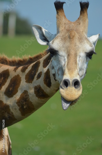 portrait of a giraffe