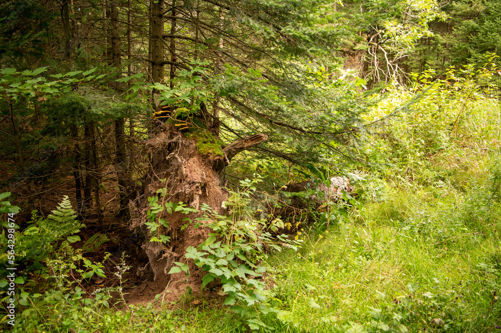 forest entry in summer forest entry in summer