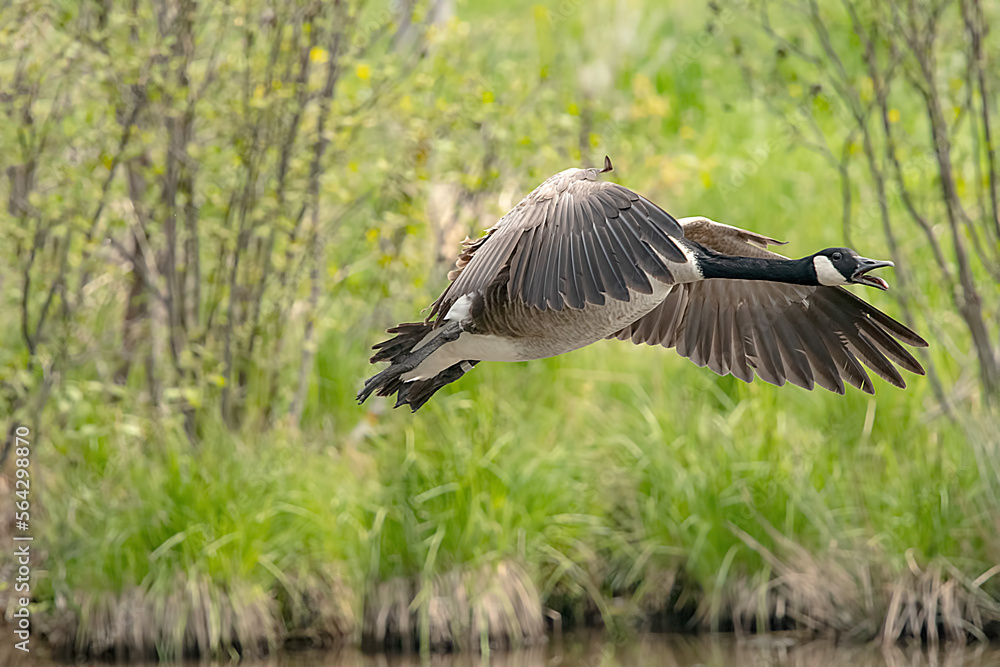 Canada goose landing on pond