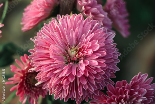 Pink chrysanthemum flower blooming in farm of Bangladesh