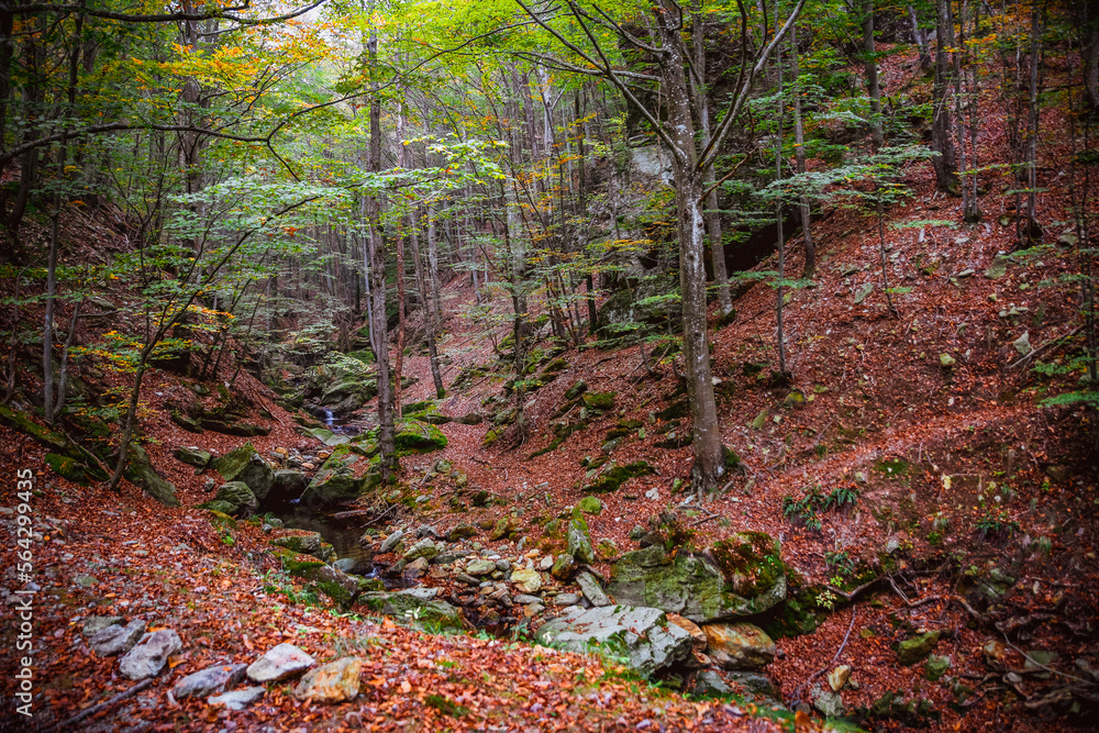 Ligurian forest trees with shriveled leaves