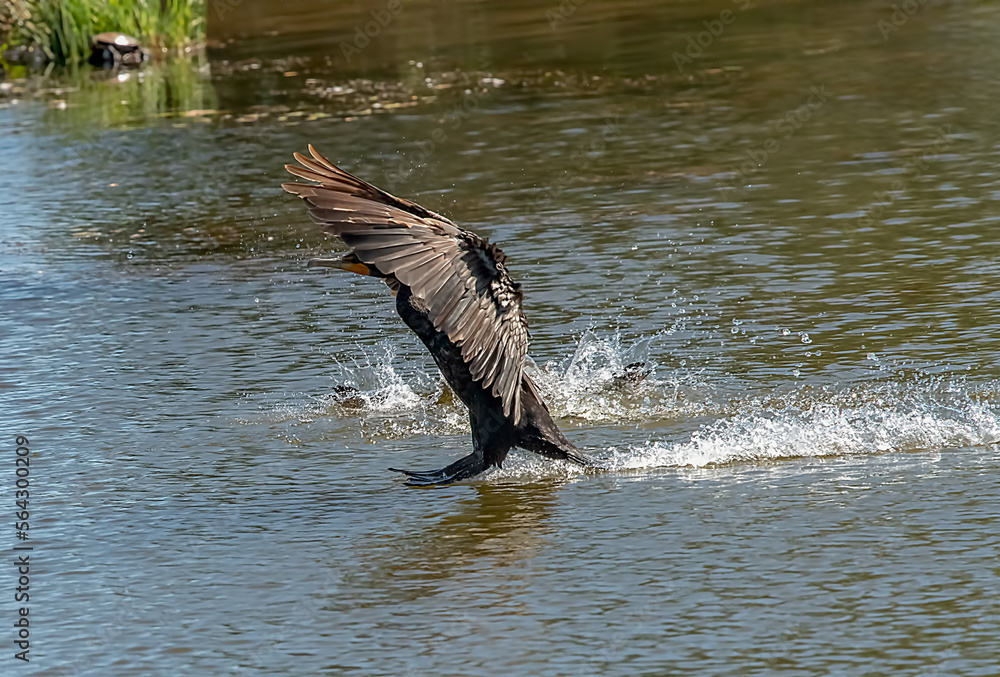 Fototapeta premium cormorant landing on pond