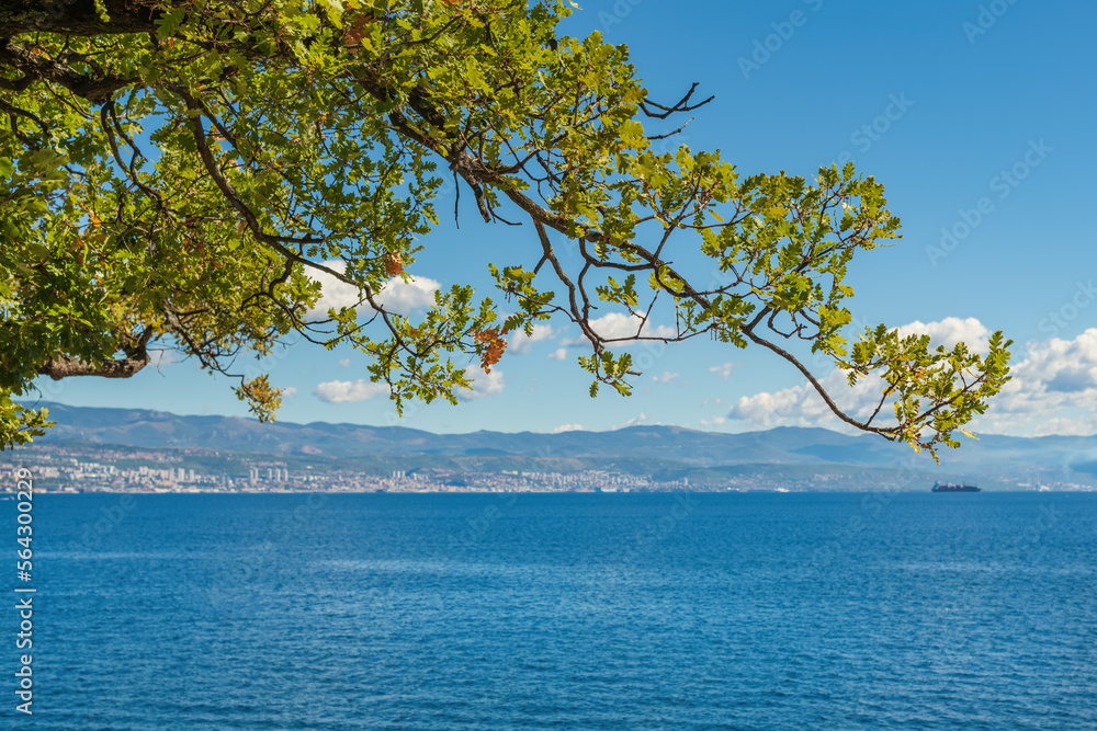 Oak tree branch at seaside at Croatian Kvarner gulf of Adriatic sea