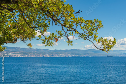 Fototapeta Naklejka Na Ścianę i Meble -  Oak tree branch at seaside at Croatian Kvarner gulf of Adriatic sea