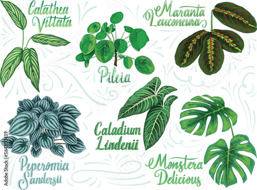 Hand drawn decorative house plant collection with their botanical names Pileia, calathea vittata, monstera delicious, peperomia sandersii, caladium lindenii, maranta leuconeura.