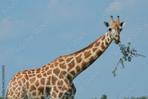 Photography giraffe in the wild