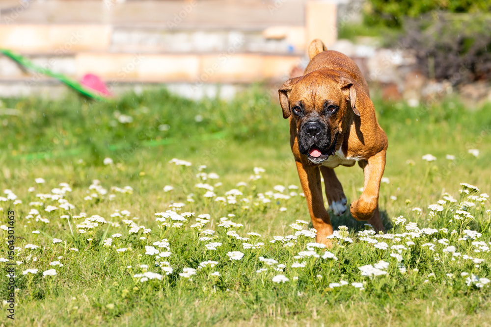The Boxer breed dog.
