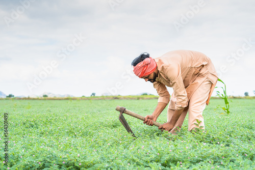 Farmer busy working at chickpea farm during cloudy day at farmland - concept of dedication, daily wager and hard working photo