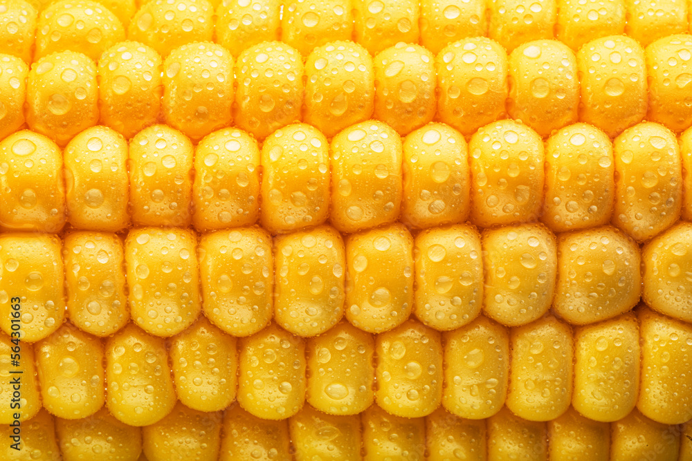 Fototapeta premium Maize seeds in corn cob covered with small water drops. Macro shot.