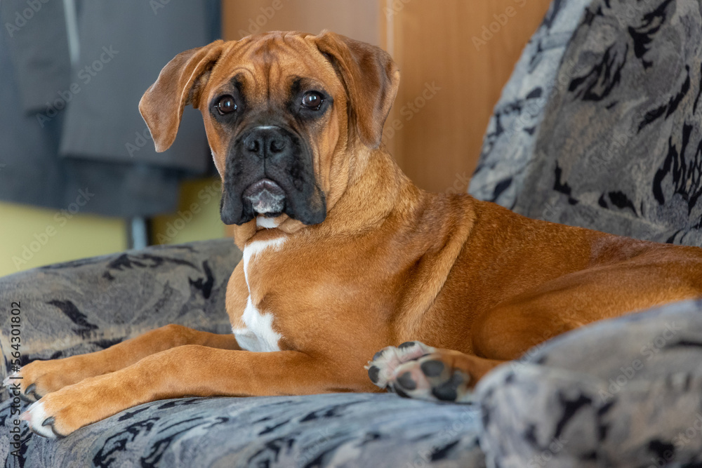 The Boxer breed dog.