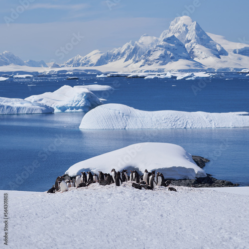 Gentoo Penguin Colony - Booth Island, Antarctica