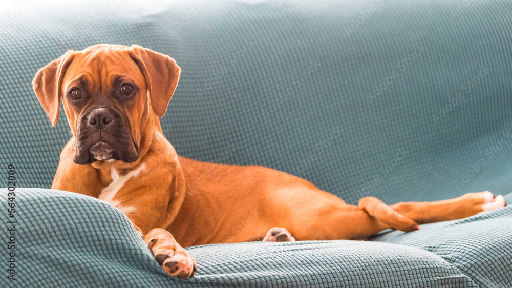 The Boxer breed dog.