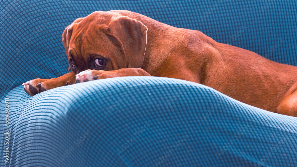 The Boxer breed dog.