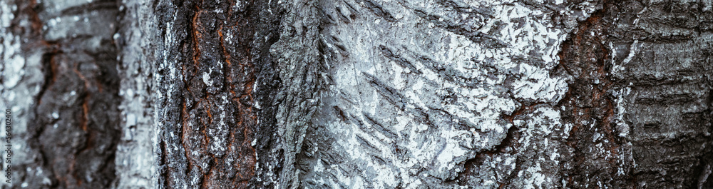 Fototapeta premium Horizontal image Tree bark background close-up