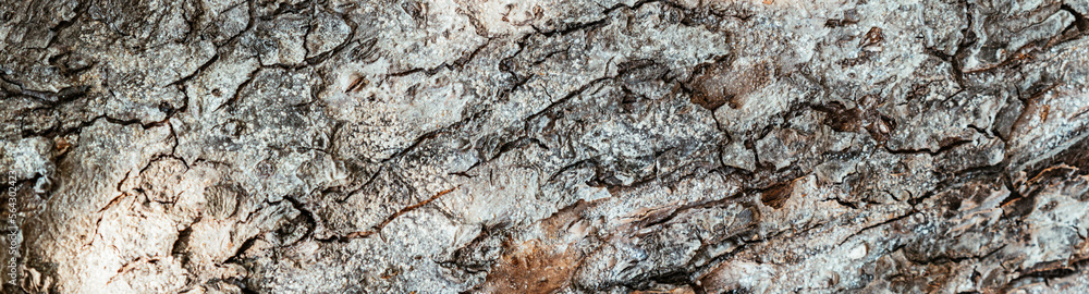 Tree bark background close-up Horizontal image Tree bark background close-up Horizontal image