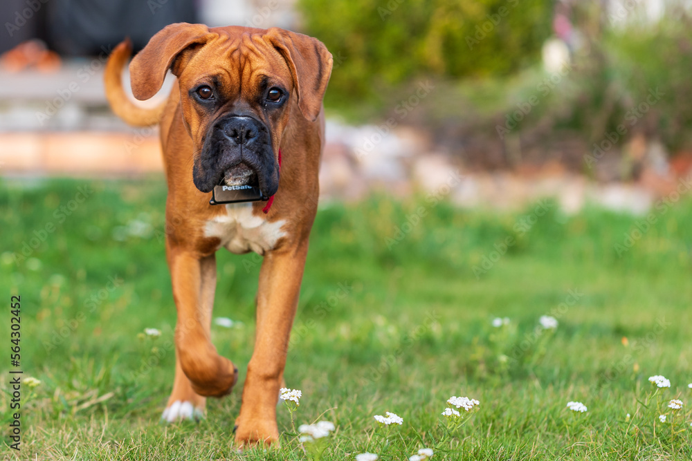 The Boxer breed dog.