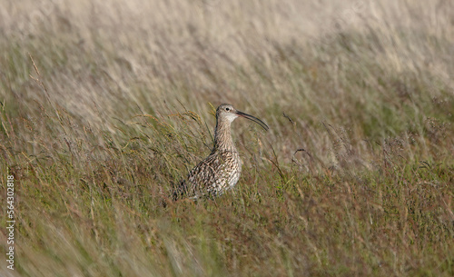 A curlew perching in the long grass of the North York Moors during the summer ground nesting season.  photo