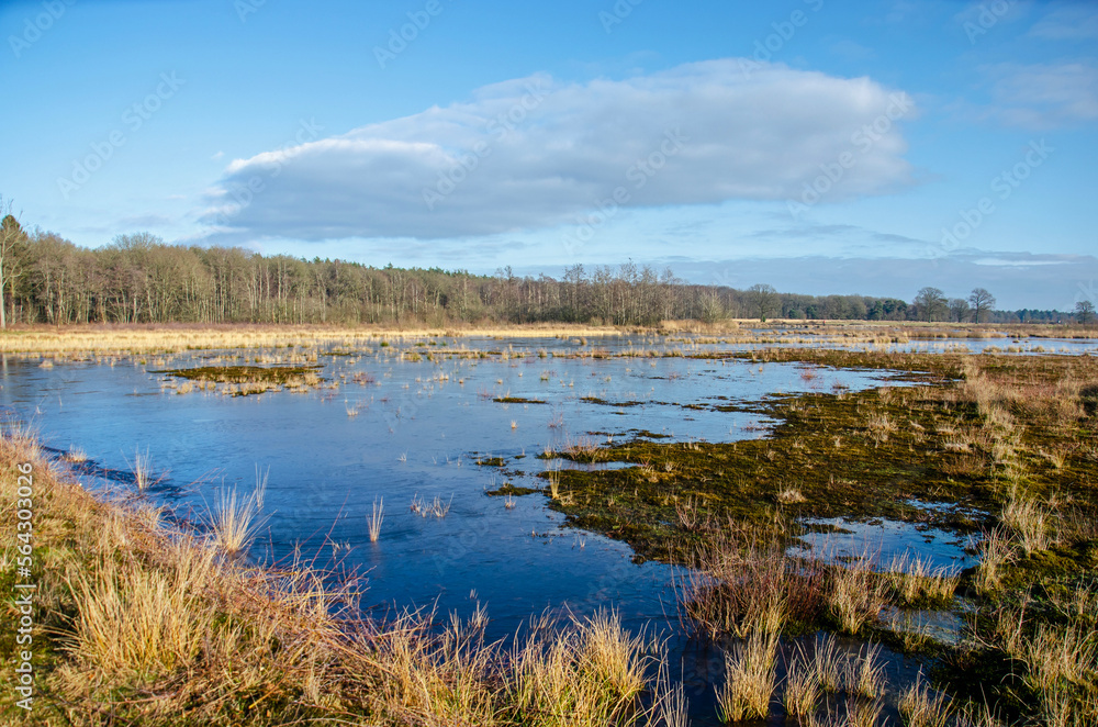 Shallow lake, covered with a thin layer of ice, in a landscape with grass, wetlands and forests near Dwingelo, The Netherlands