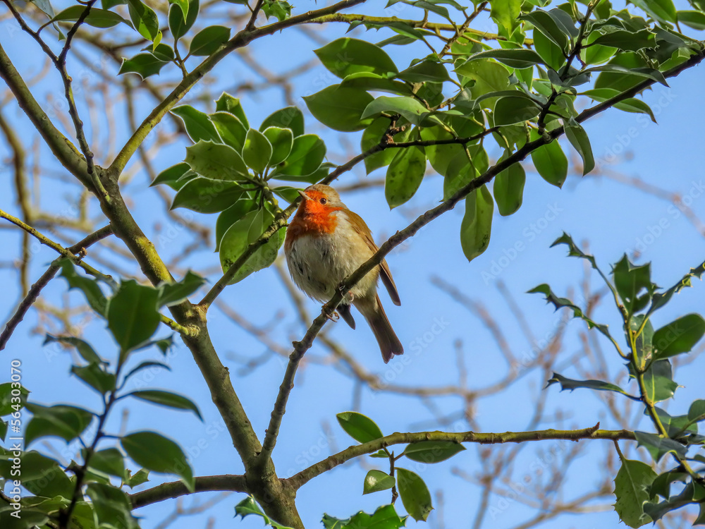 beautiful Robin perched amongst bright green holly leaves with blue sky in the background