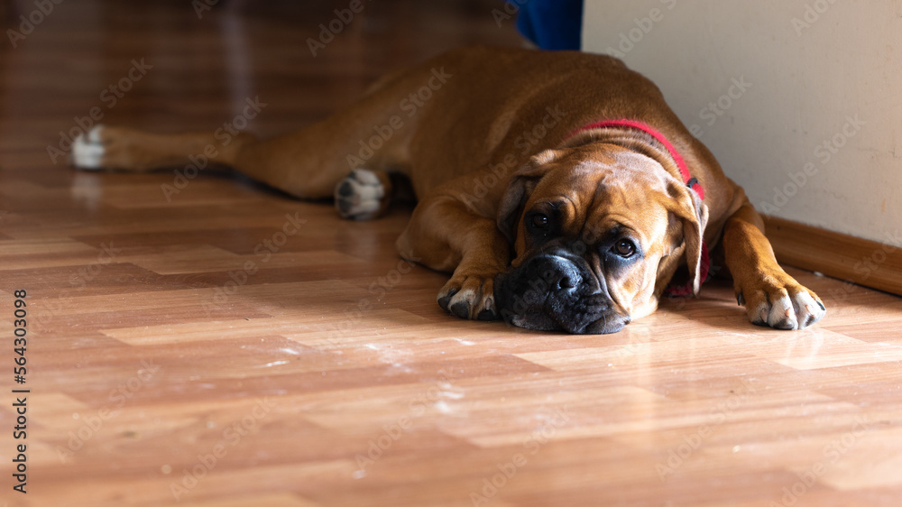 The Boxer breed dog.