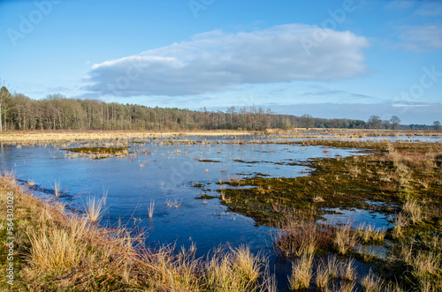 Shallow lake  covered with a thin layer of ice  in a landscape with grass  wetlands and forests near Dwingelo  The Netherlands