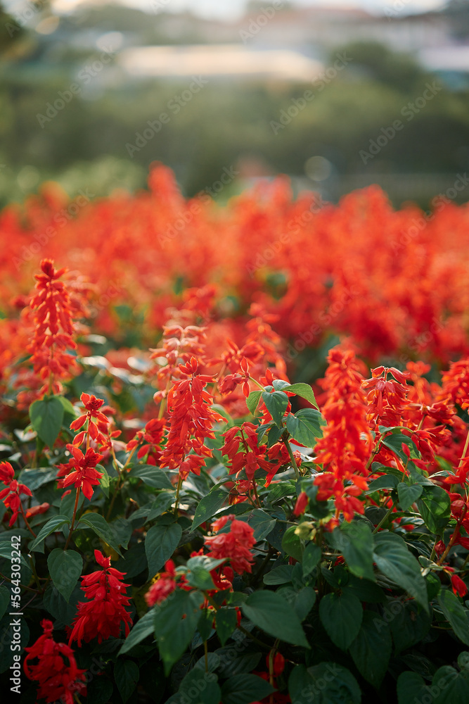 Natural landscape with red flowers at sunset Natural landscape with red flowers at sunset
