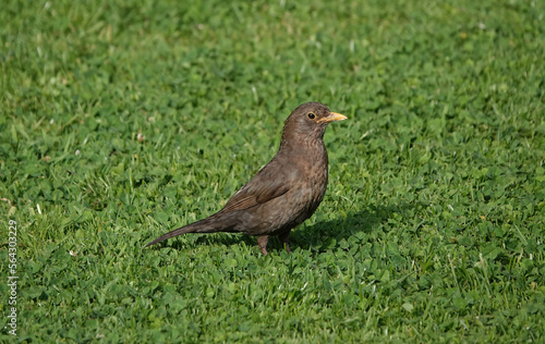 A female blackbird standing on grass in the sunshine.  © Nigel