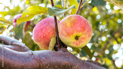 Fresh apples fruit on the tree.