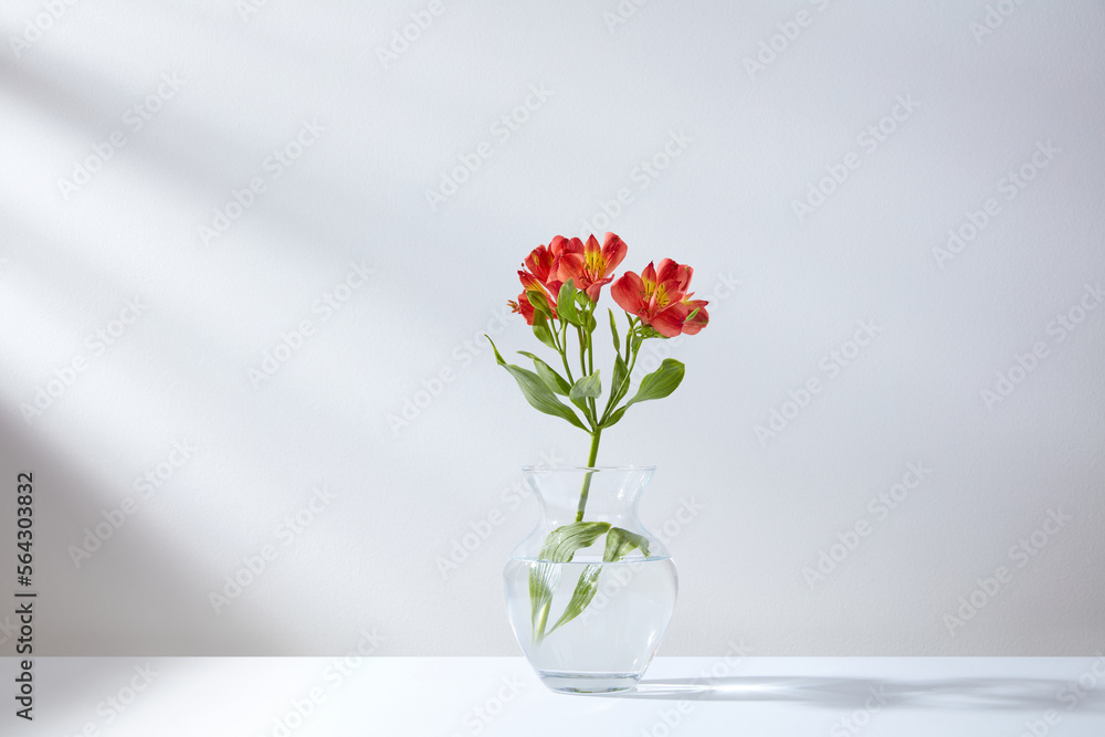 red flower stands in a glass vase with water on a white table in the background a wall with shadows from the sun rays red flower stands in a glass vase with water on a white table in the background a wall with shadows from the sun rays
