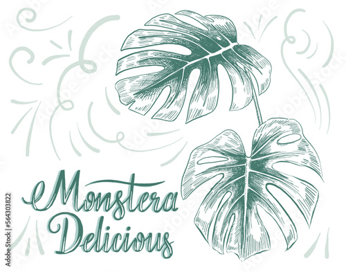 Hand drawing of decorative house plant leaf with its botanical name Monstera Delicious.