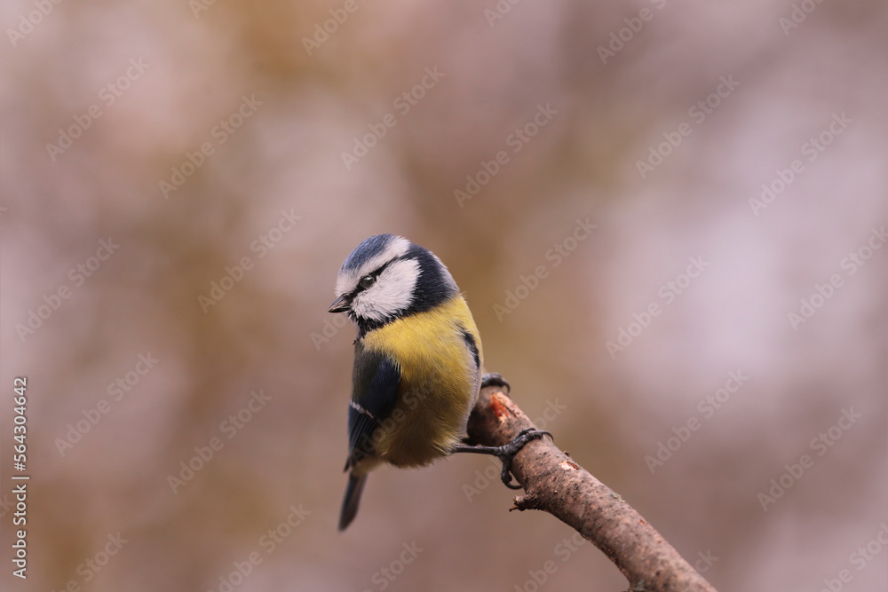 Obraz premium A small blue tit sits at the end of a broken branch and looks back.