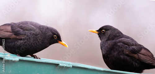 A couple of blackbirds host in a feeder....