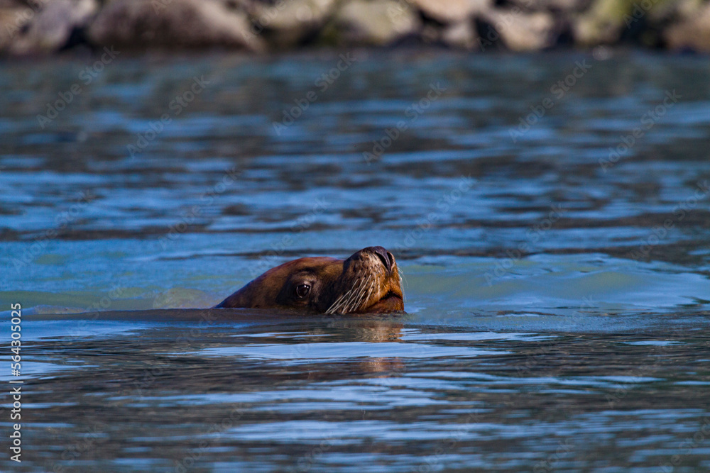 Fototapeta premium Sea Lion swims by with eye and snout above water near Solomon Gulch Fish Hatchery in Valdez, Alaska