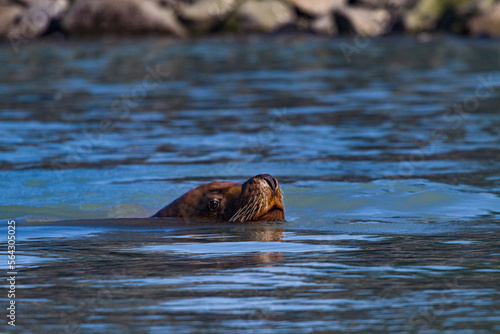 Sea Lion swims by with eye and snout above water near Solomon Gulch Fish Hatchery in Valdez, Alaska