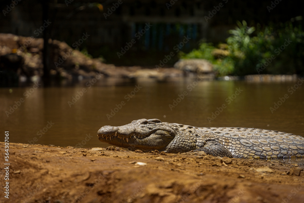 Low angle shot of a crocodile lying at the water's edge along a sandy bank. 