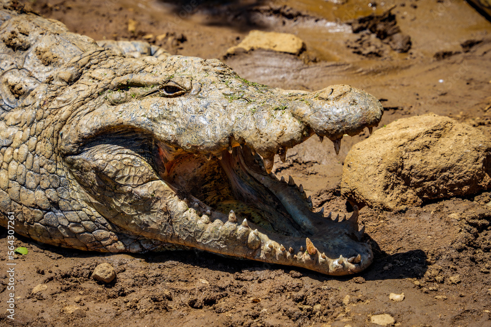 Fototapeta premium A close-up of the massive open jaws of a Nile crocodile that is lying on muddy ground in the Kruger National Park.
