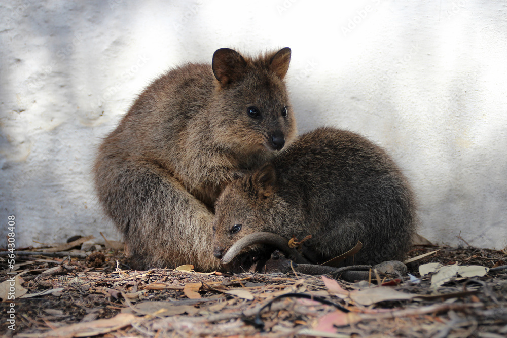 quokka at rottnest island (australia) quokka at rottnest island (australia)