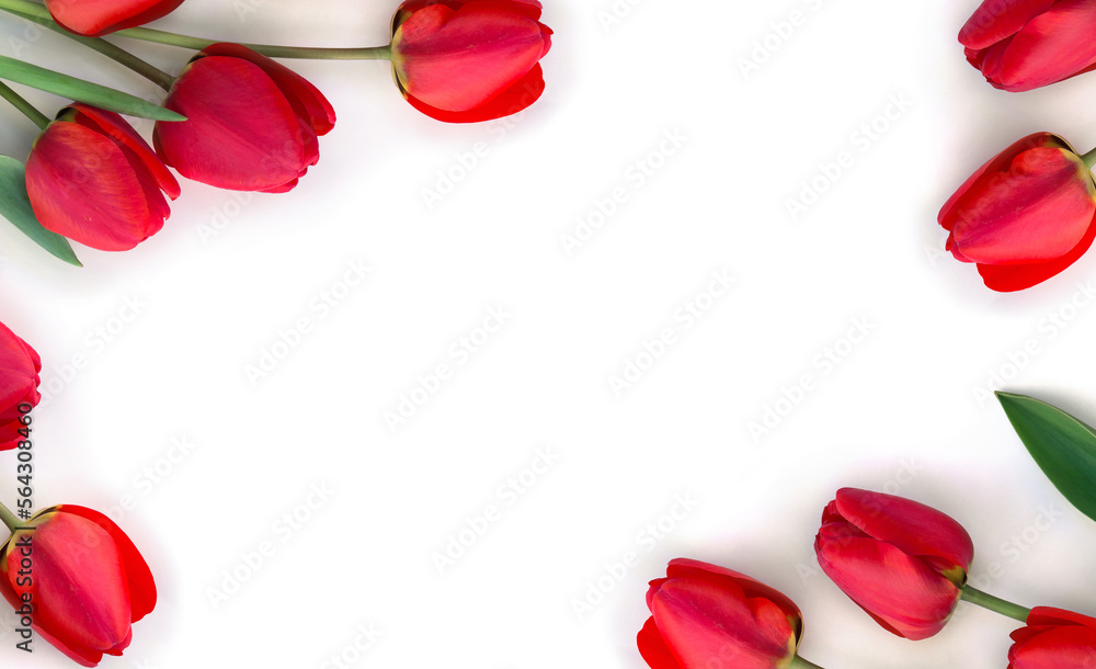 Frame of red flowers tulips on a white background with space for text. Top view, flat lay Frame of red flowers tulips on a white background with space for text. Top view, flat lay