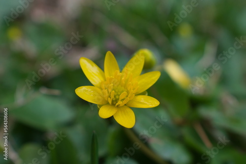 Close up of wild, small yellow flower blooming in the sunshine on a warm day